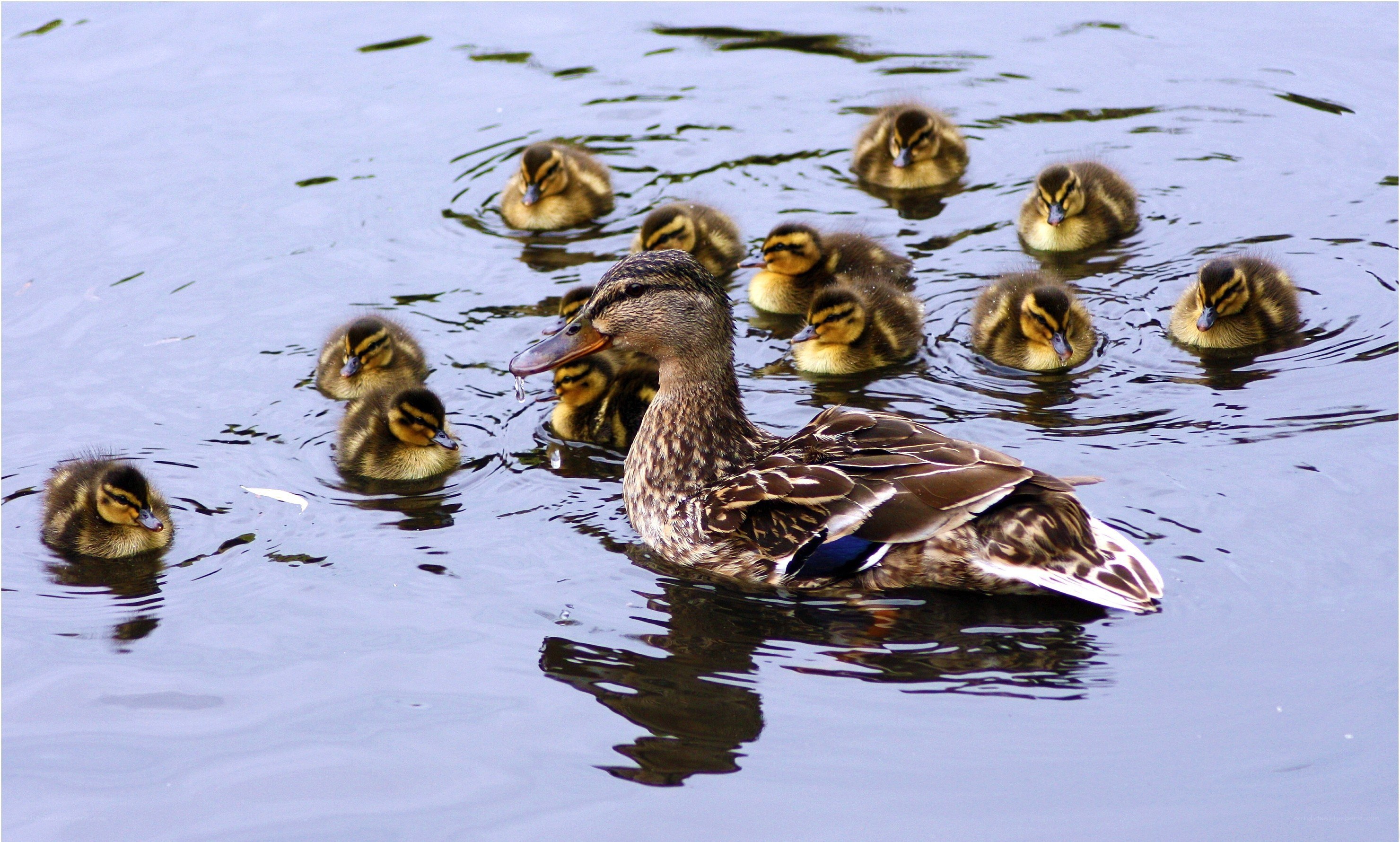 Duck with ducklings swimming