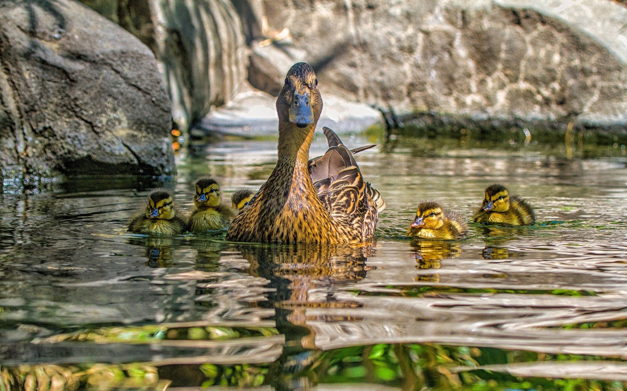 Duck with ducklings swimming