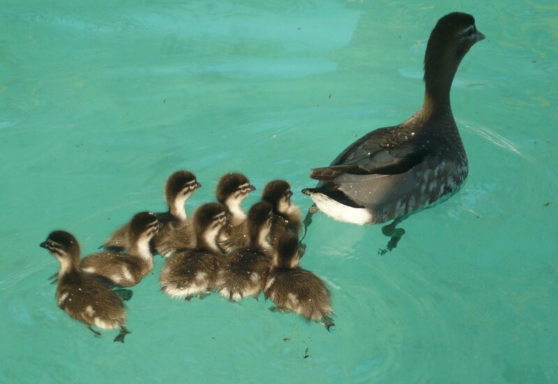Duck with Ducklings — Teal