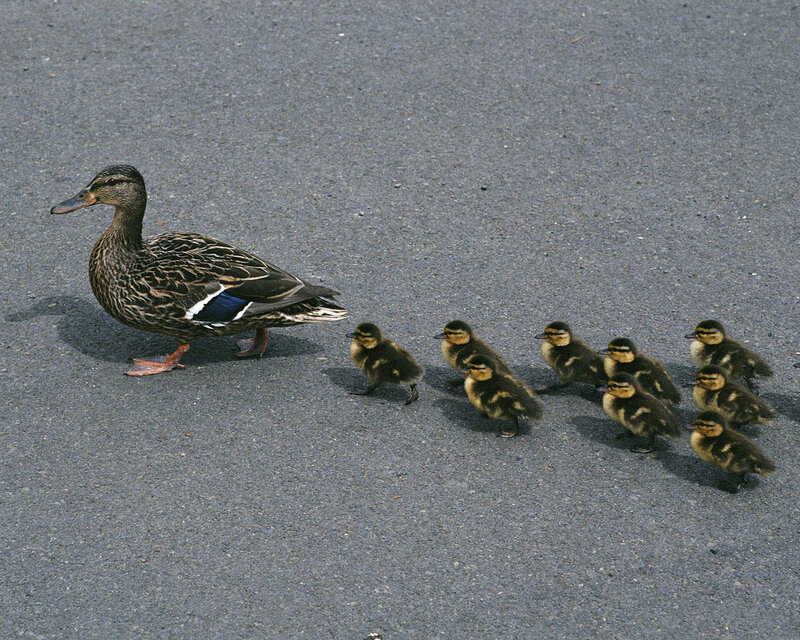 Duck with ducklings