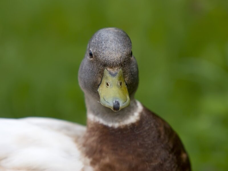 Duck with Green Beak