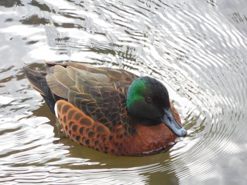 Duck with Green Head