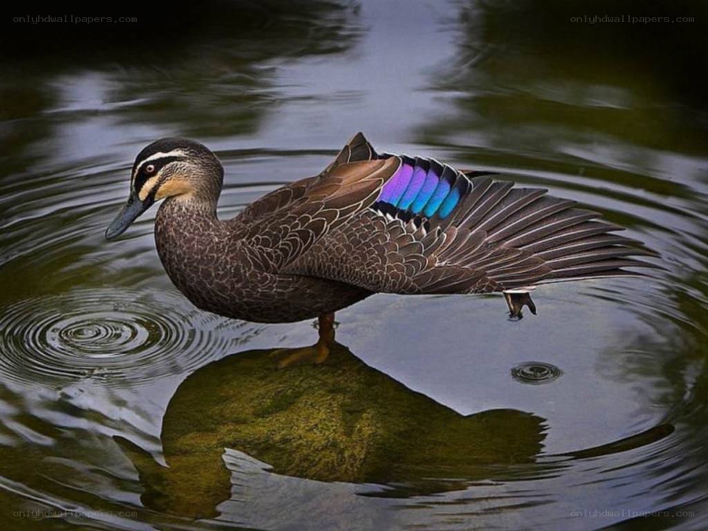duck with iridescent wing feathers