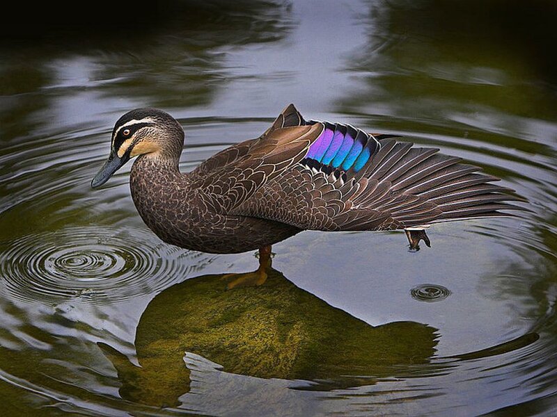 Duck with Iridescent Wing