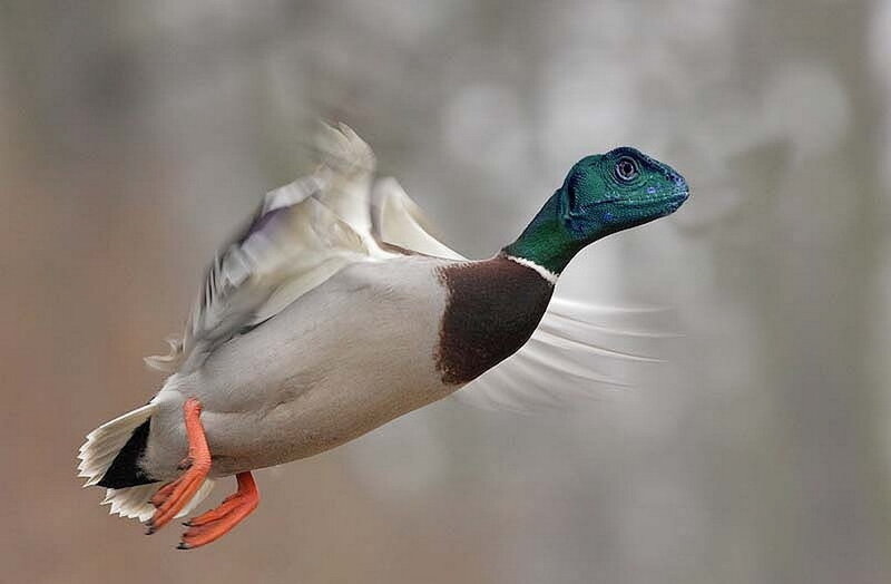 duck with lizard head