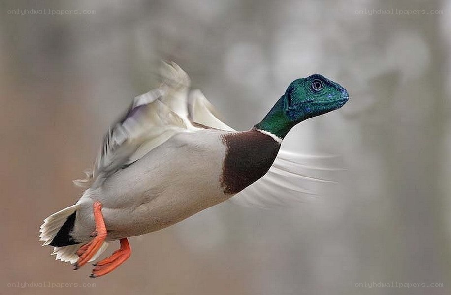 duck with lizard head