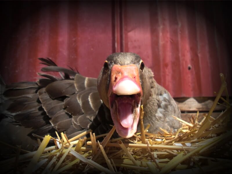 Duck with Open Beak