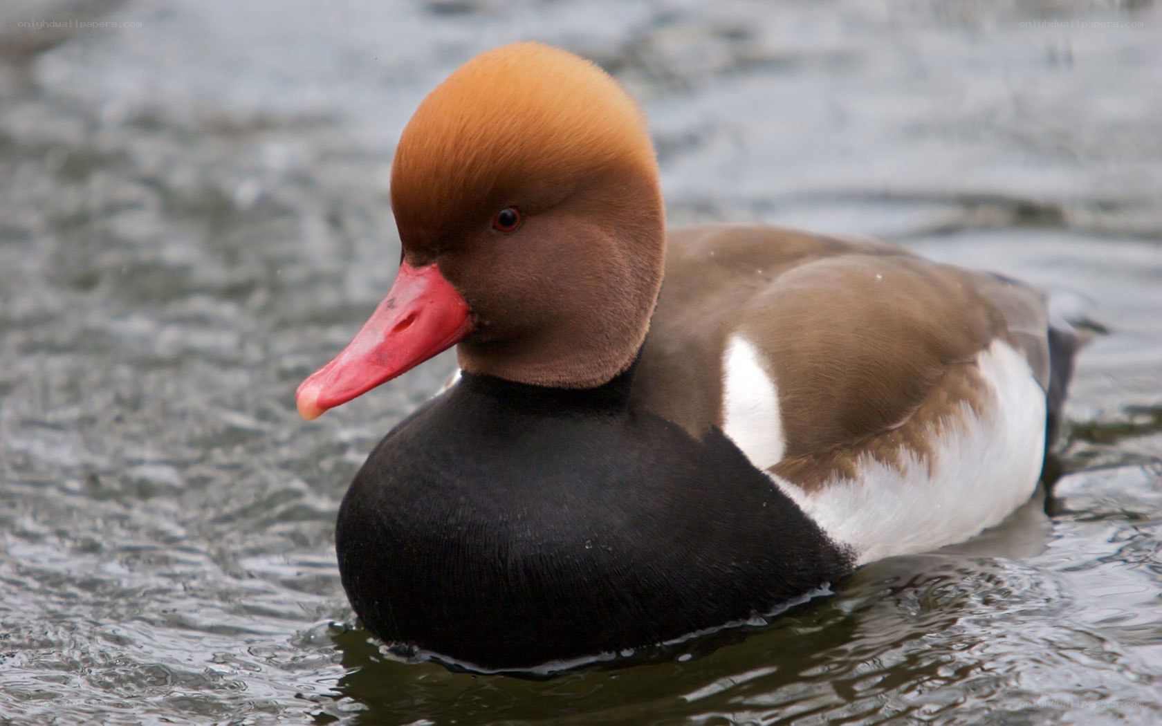duck with red beak swimming