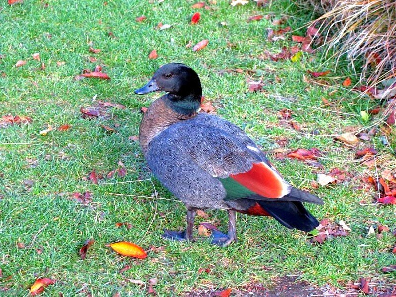 duck with red wing patch