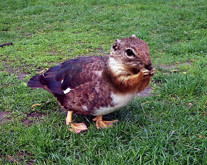 Duck with Squirrel Head