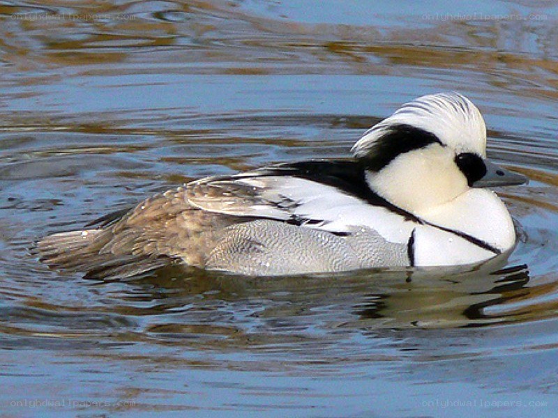 duck with white crest swimming
