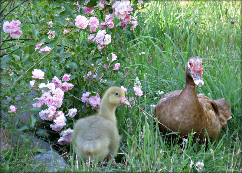 Duckling and Adult Duck