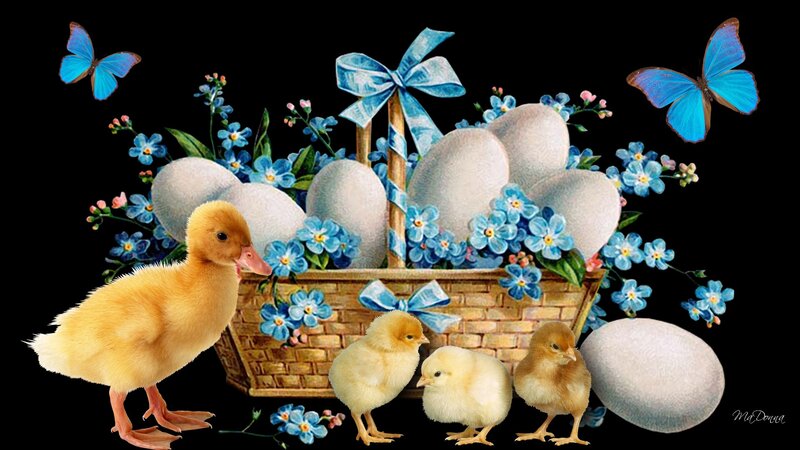 Duckling and Chicks
