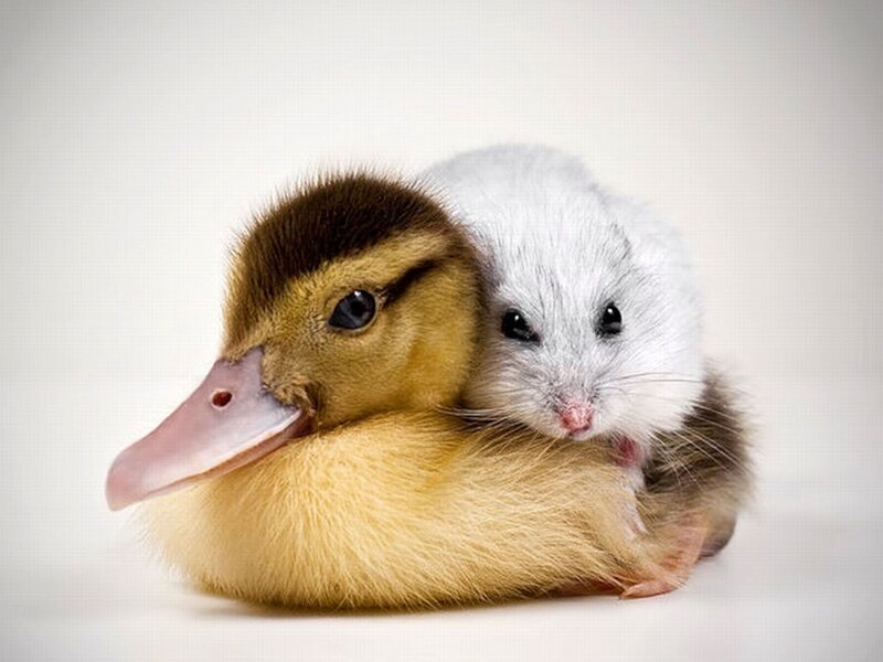 Duckling and Hamster