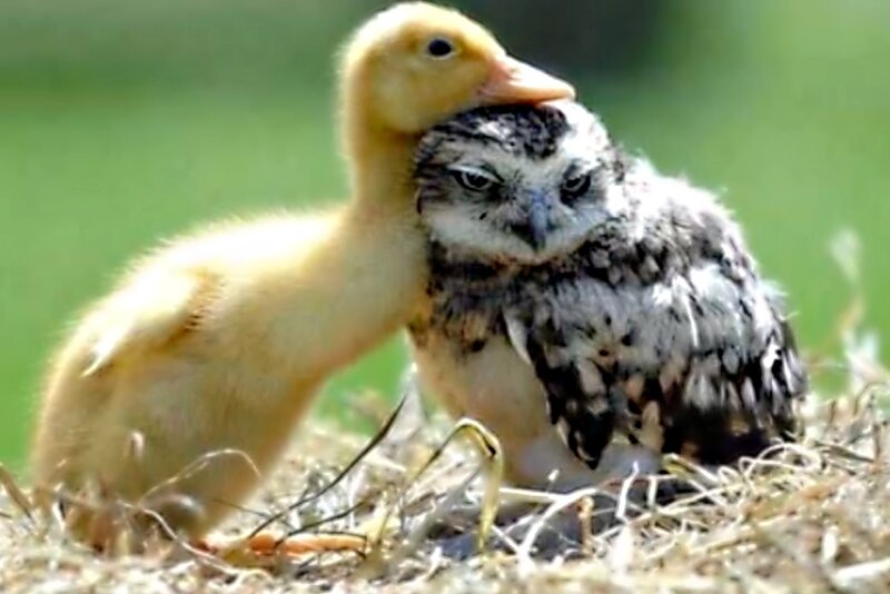 Duckling and Owl Chick