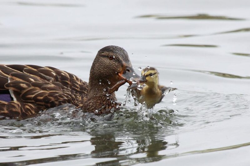 Duckling Being Carried by Duck