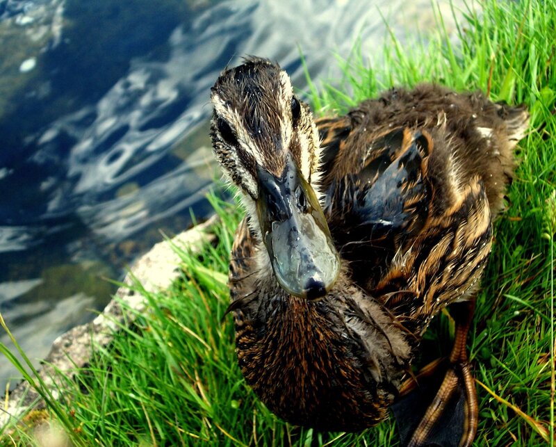 duckling by the water