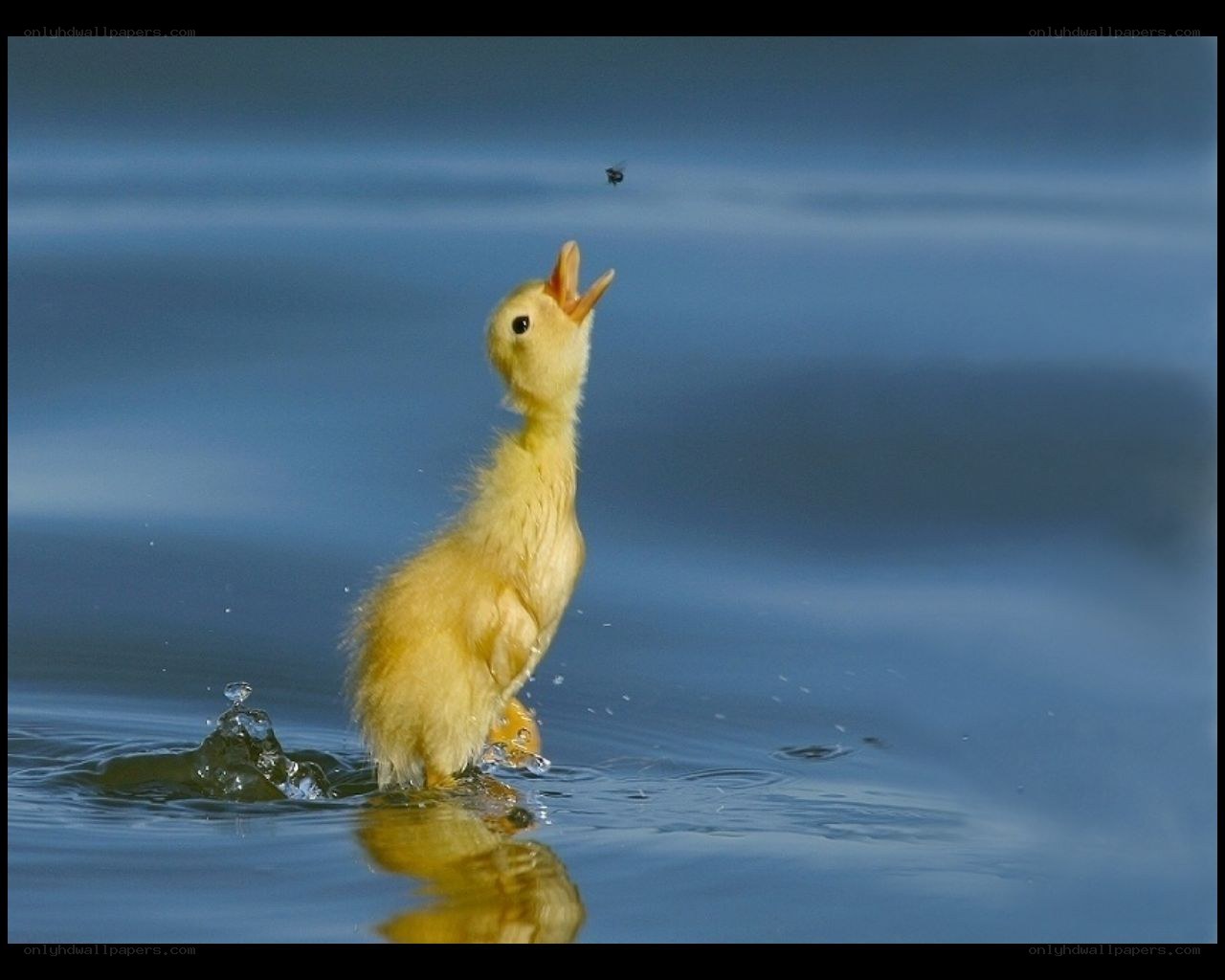 duckling catching a fly