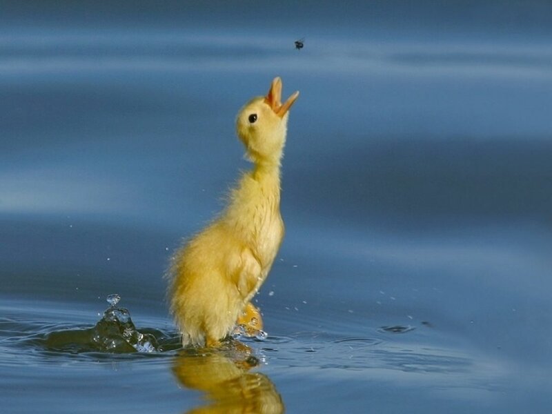 duckling catching a fly