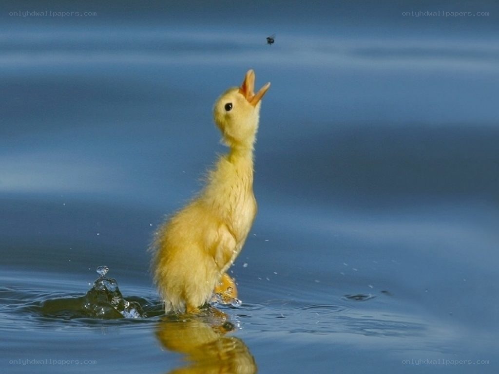 duckling catching a fly