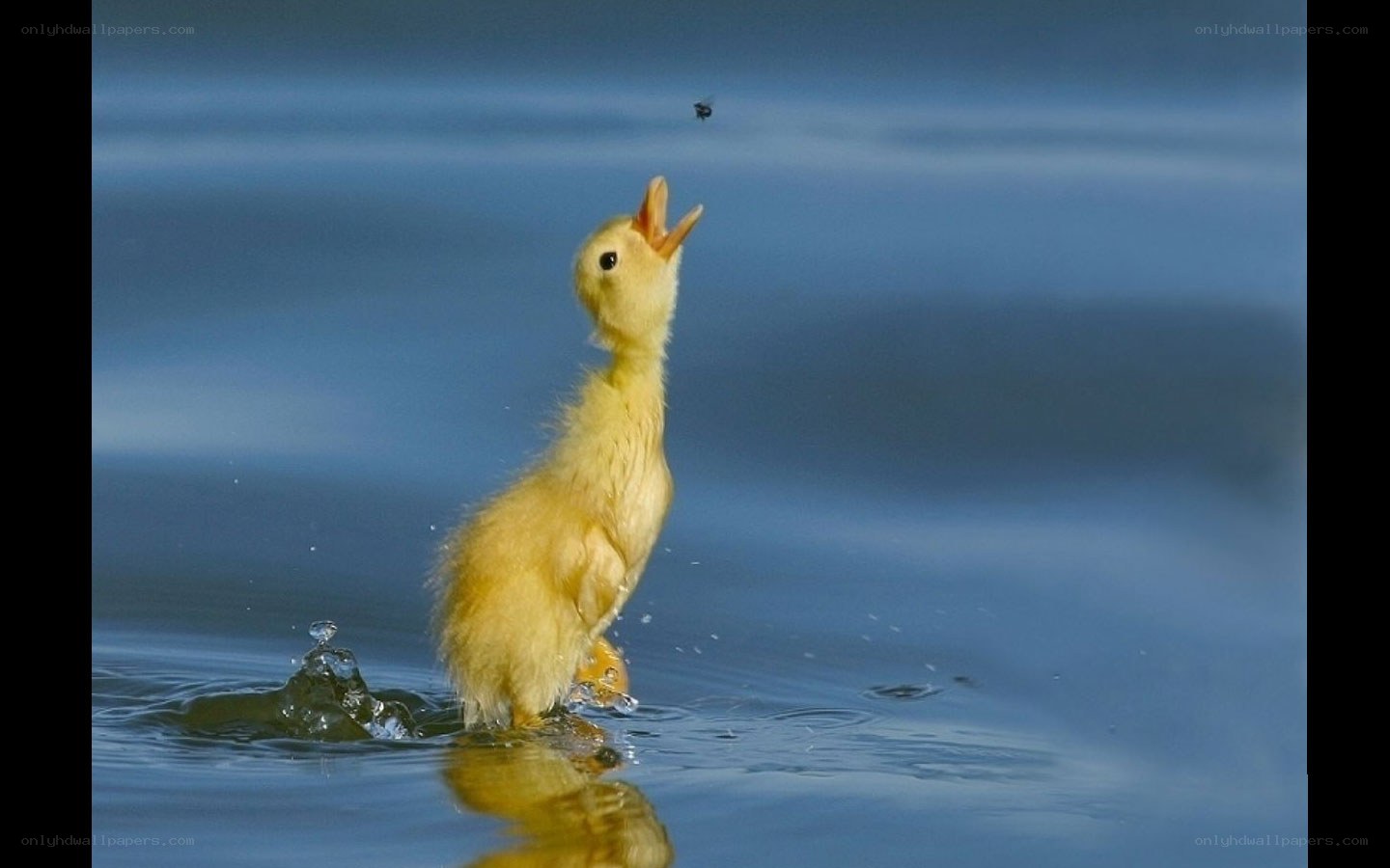 duckling catching a fly