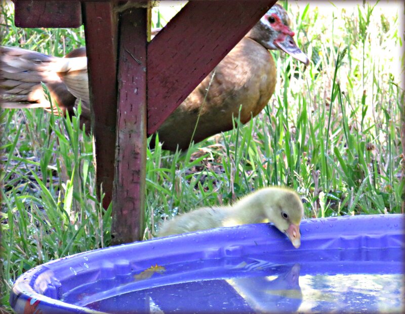 Duckling Drinking Water — Blue