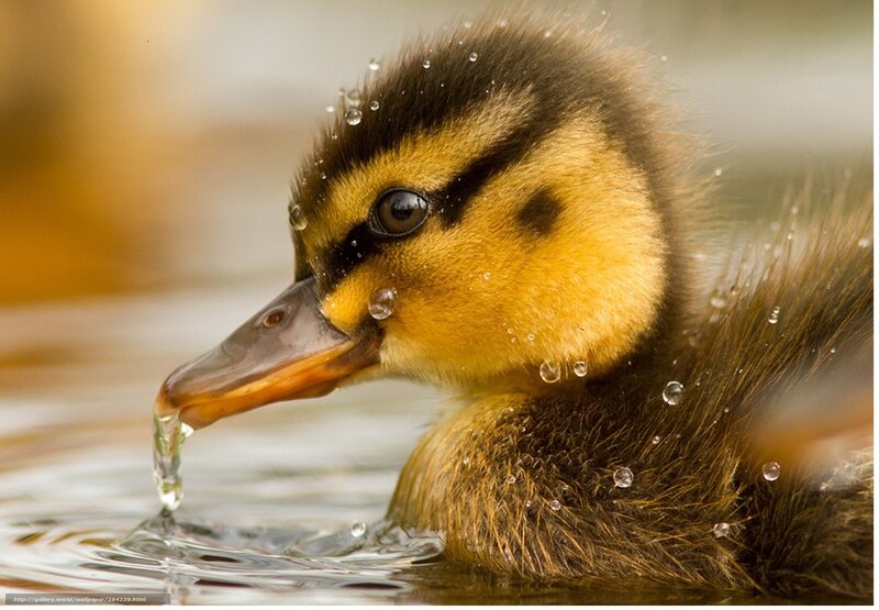 duckling drinking water
