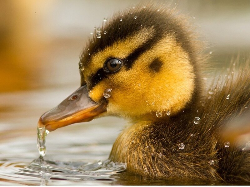 Duckling Drinking Water — Yellow