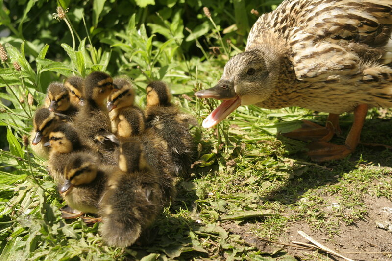 Duckling family in grass