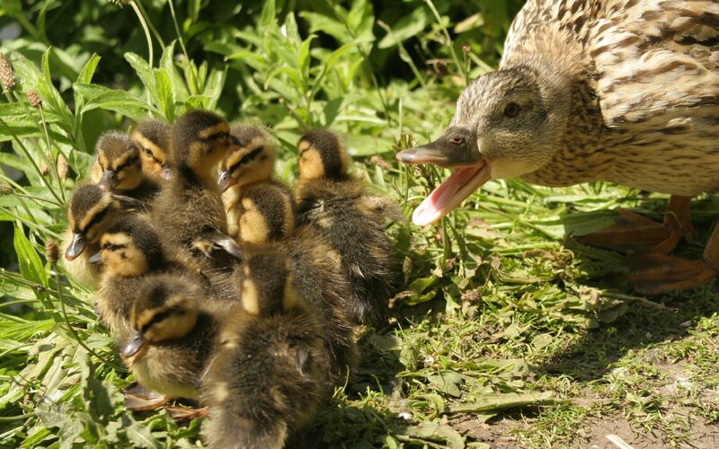 Duckling family in grass