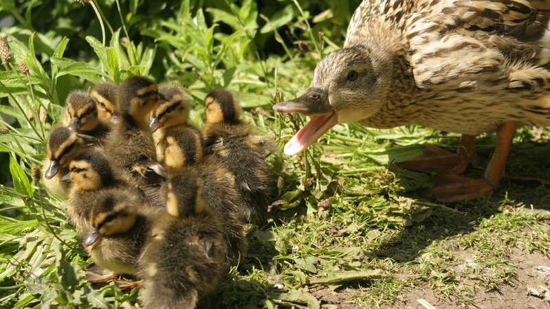 Duckling family in grass