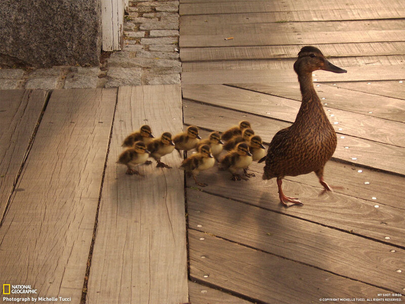 Duckling family on a boardwalk