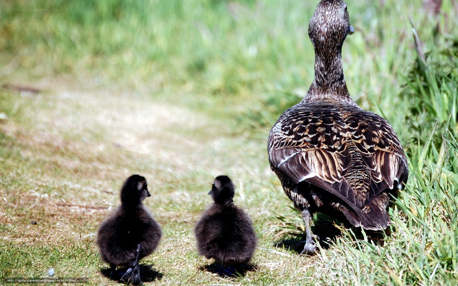 Duckling family on grass