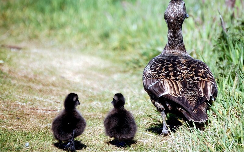 Duckling family on grass