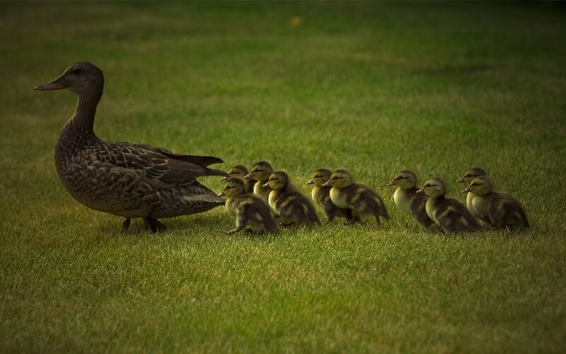 Duckling family on grass