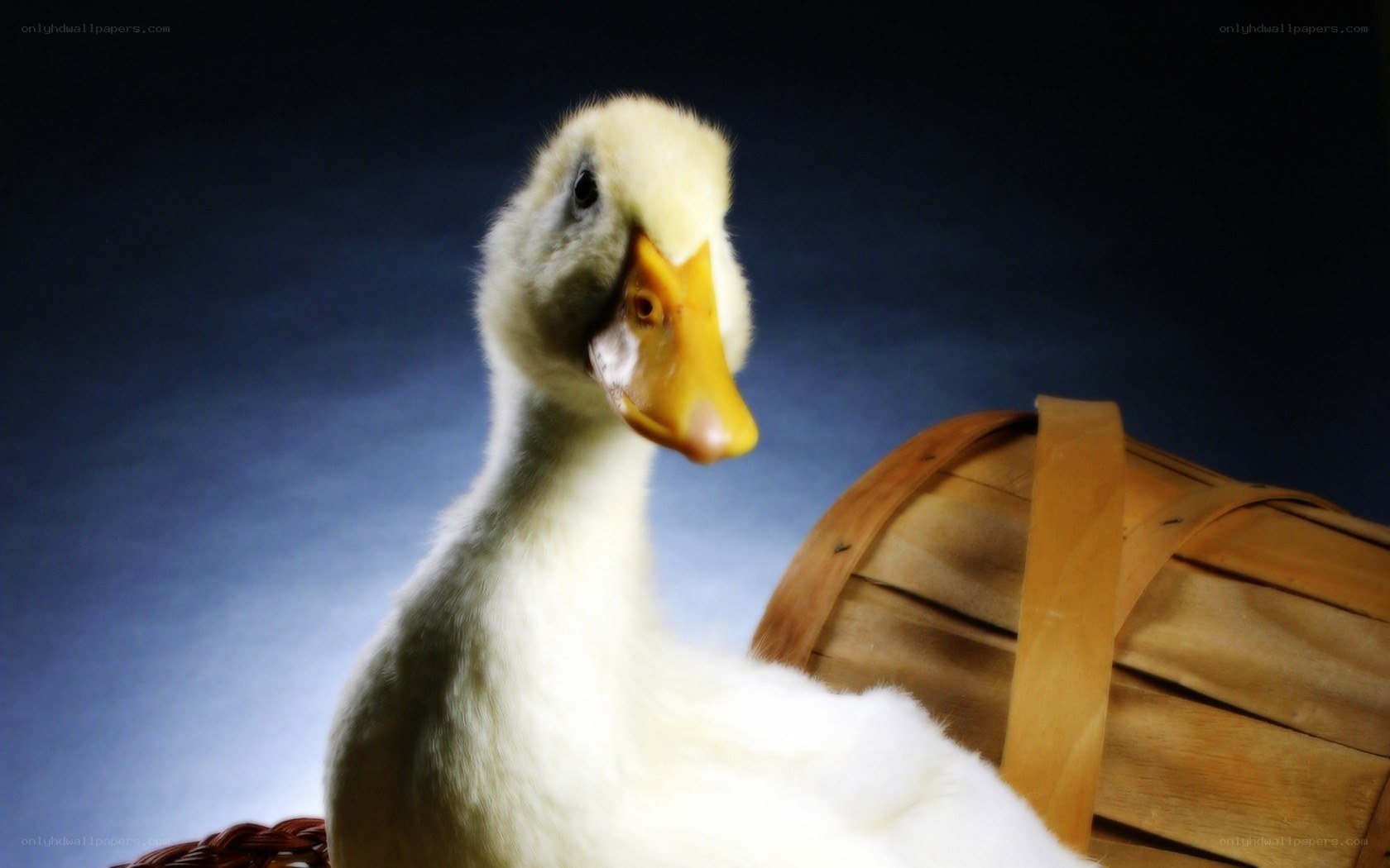 duckling in a basket
