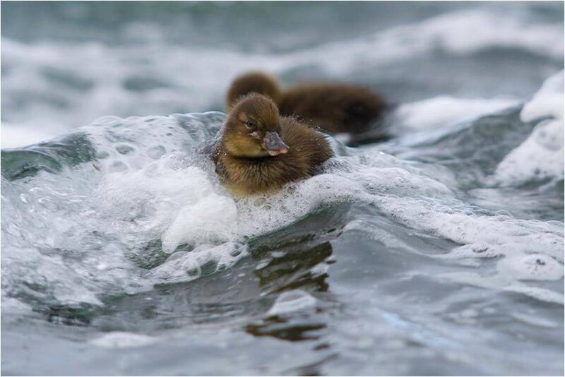 Duckling in foamy water