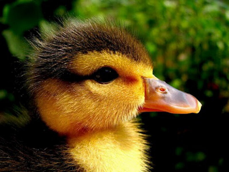 Duckling in Foliage