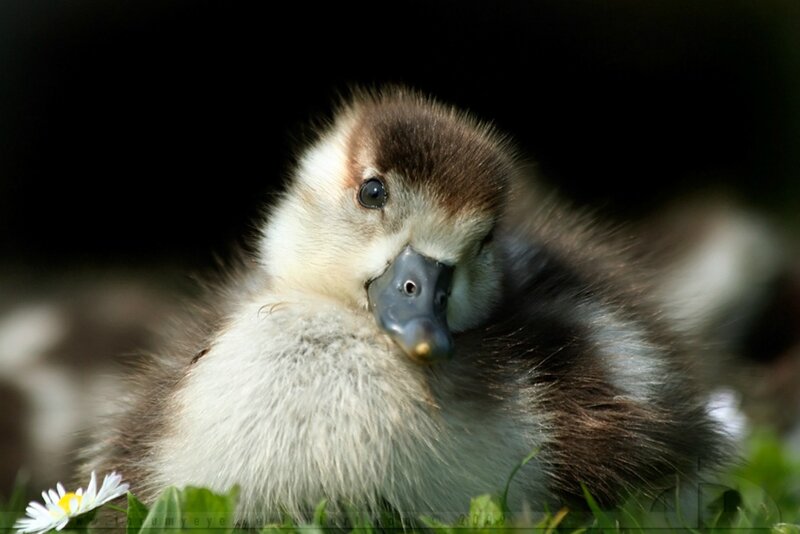 Duckling in Grass — Brown