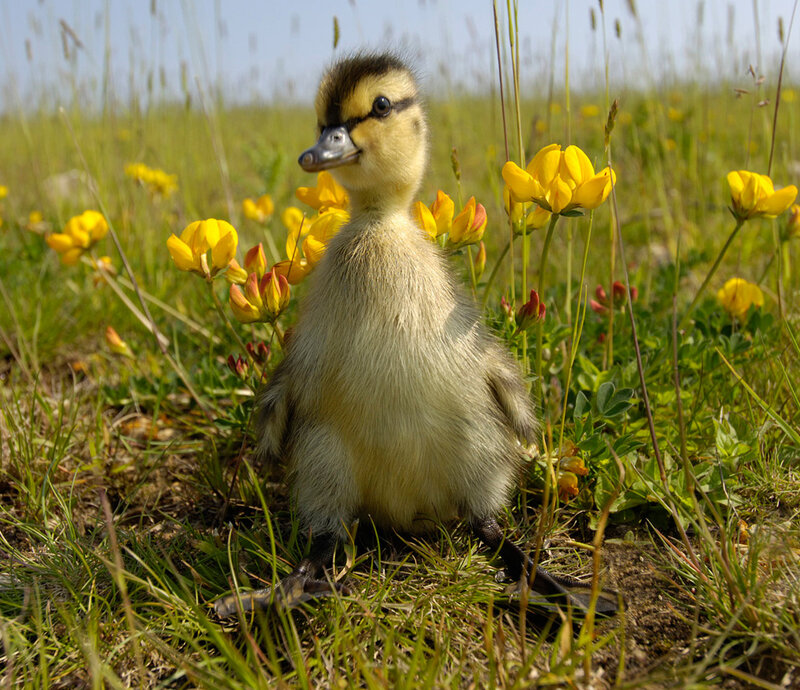 Duckling in Grass