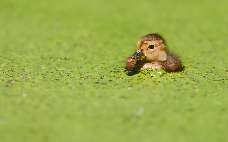Duckling in Green Water