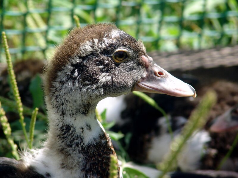 Duckling in Greenery