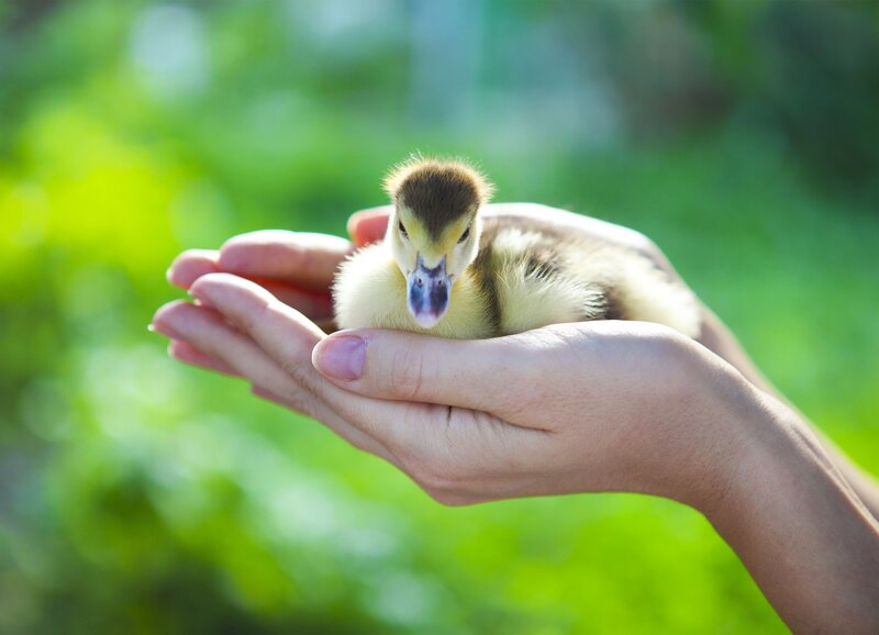 Duckling in Hands