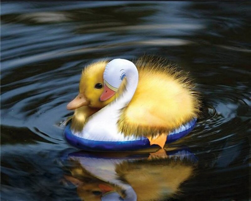 Duckling in Inflatable Ring