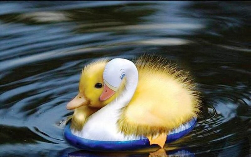 Duckling in Inflatable Ring — Yellow, Calm