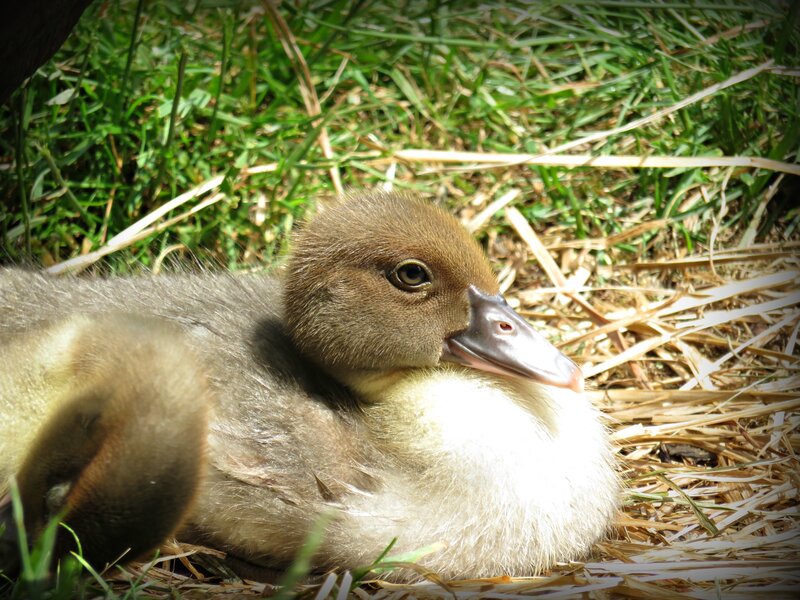 Duckling in Nest