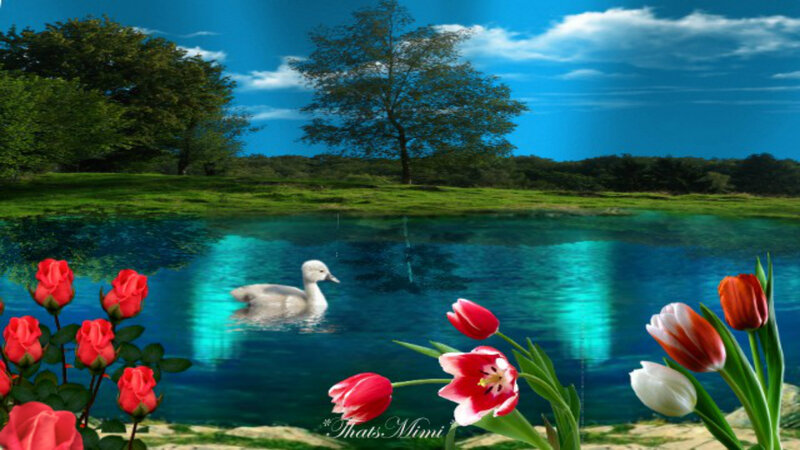 Duckling in Pond — Blue