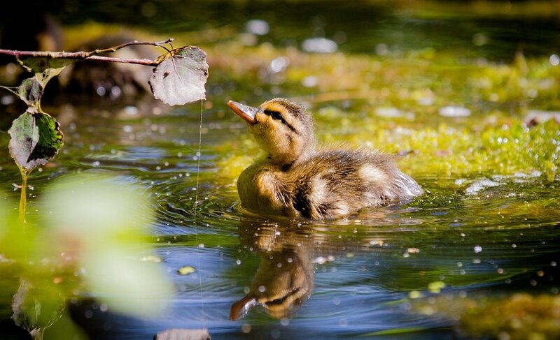 Duckling in Pond — Green