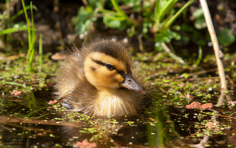 Duckling in Pond