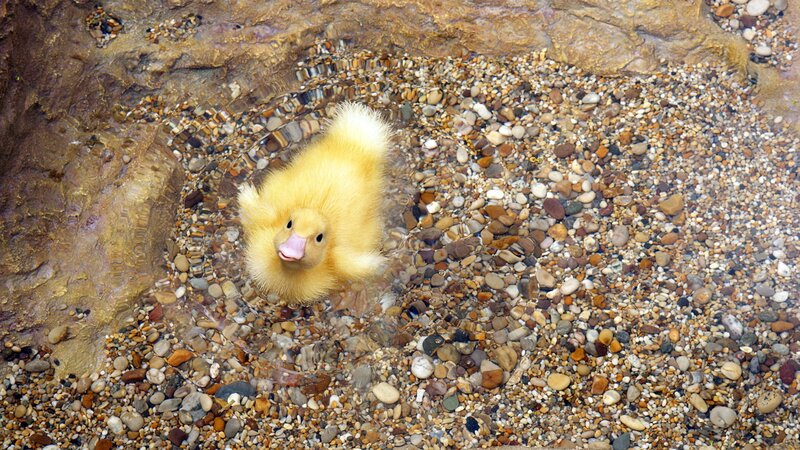 duckling in shallow water